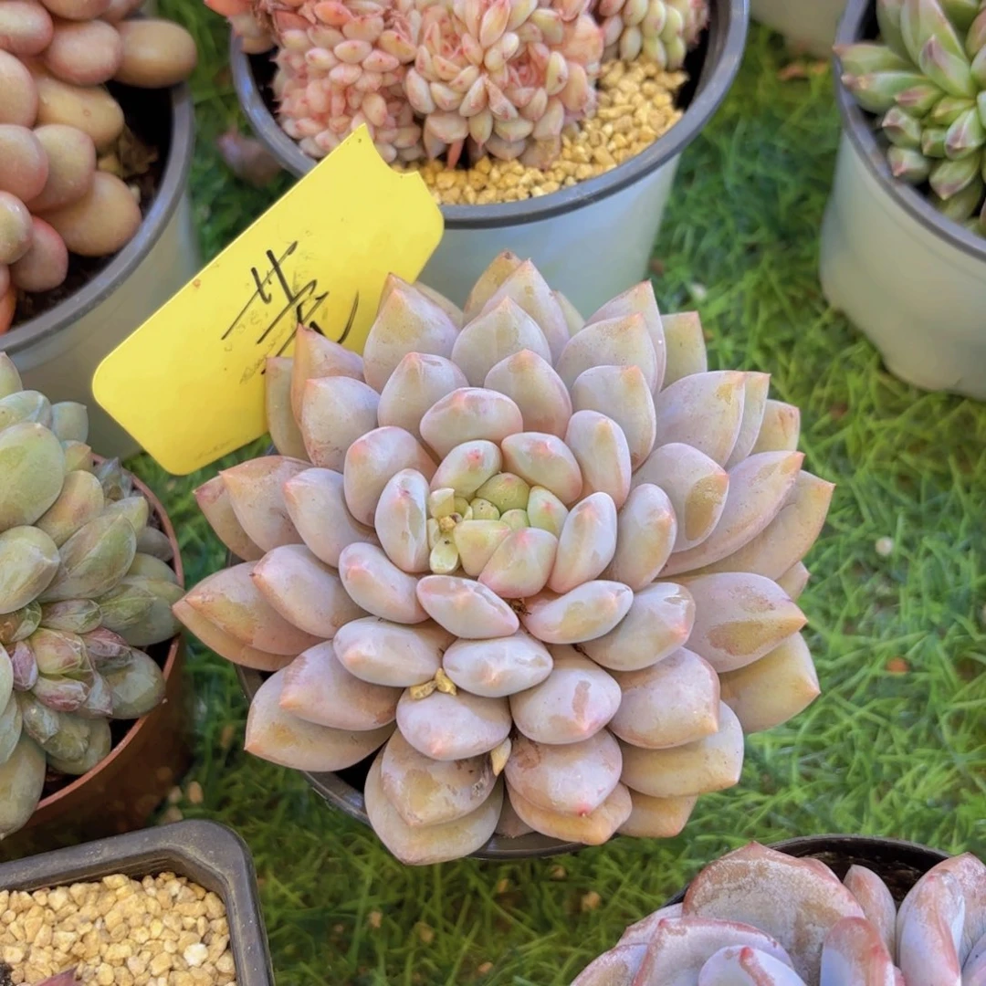 暖***W云南金致家精品多肉