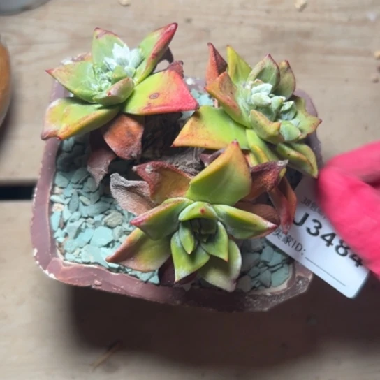 汤****✨谢谢姐姐～一物一拍3484