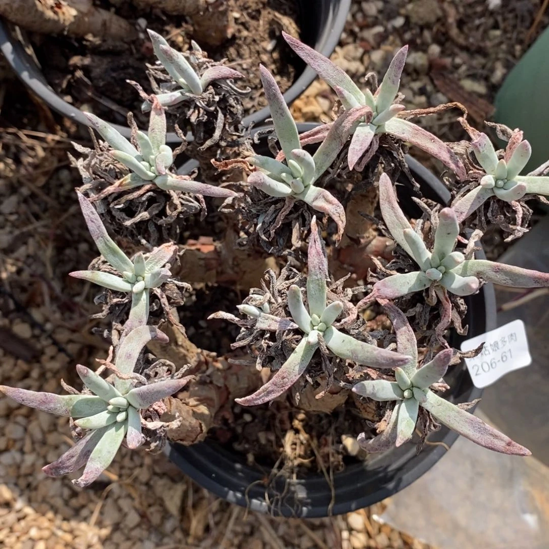 61号爱度瑕疵瑕疵