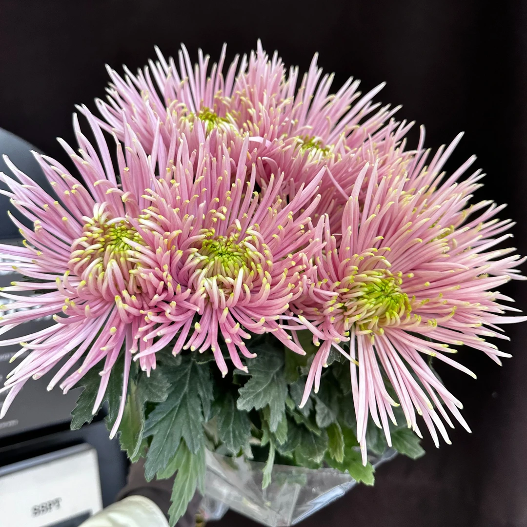 粉色烟花菊10支（家庭瓶插花）