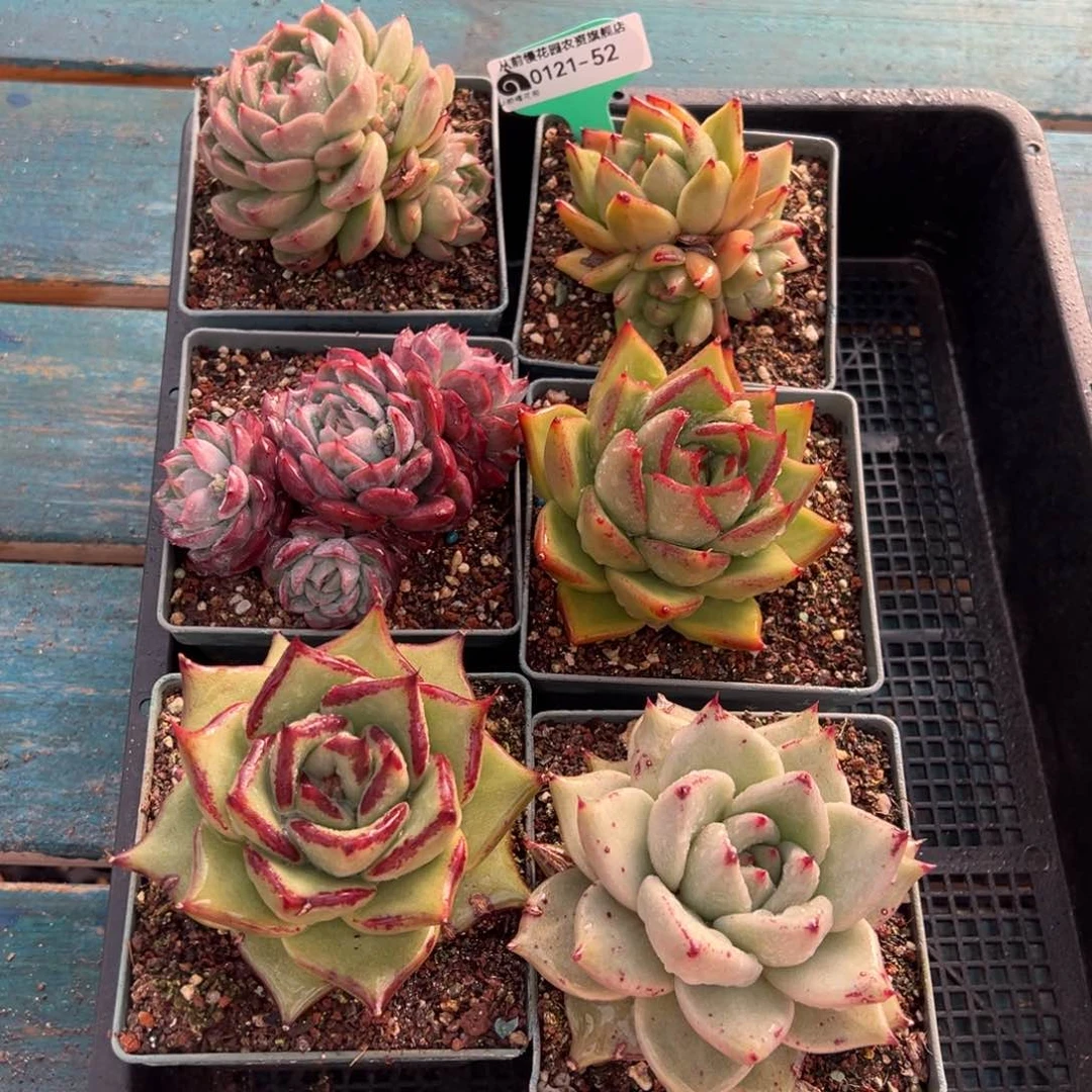 从前慢多肉精选编号0121.52