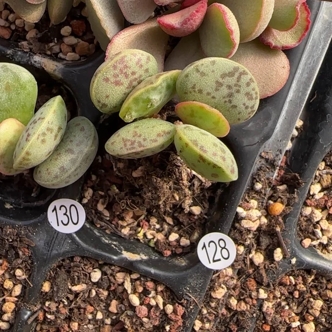 小*?花蛋水泡多肉植物128