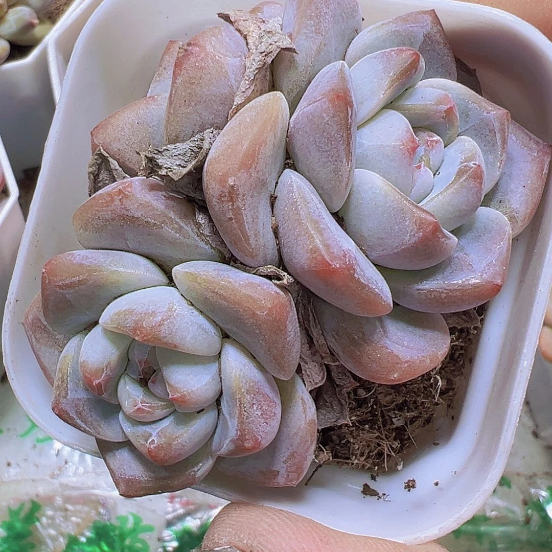 刚毅群19包邮多肉植物