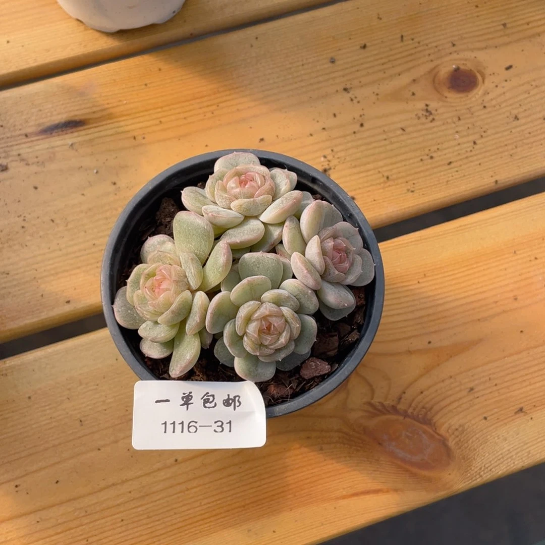 1116-31-白色恋人。。。，，