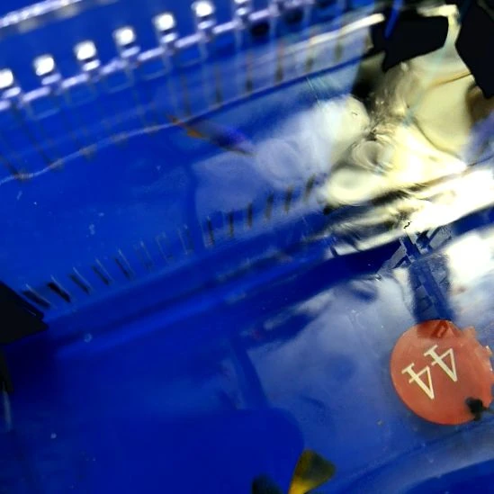 海水鱼黄狐狸7+/2-16-44