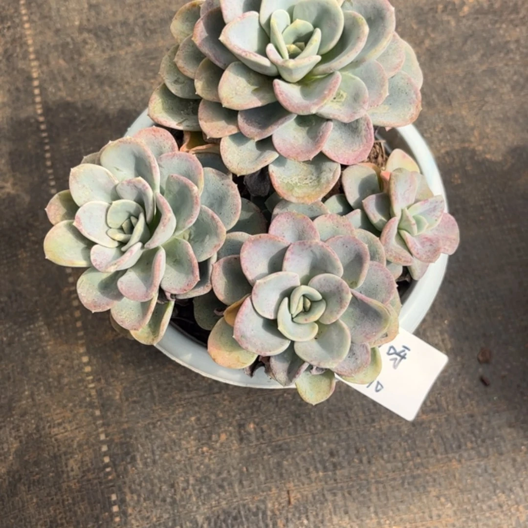 我*美尻多肉植物