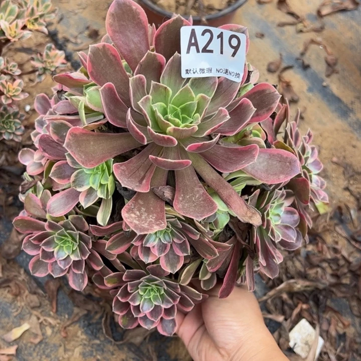 金丝却多肉植物219.