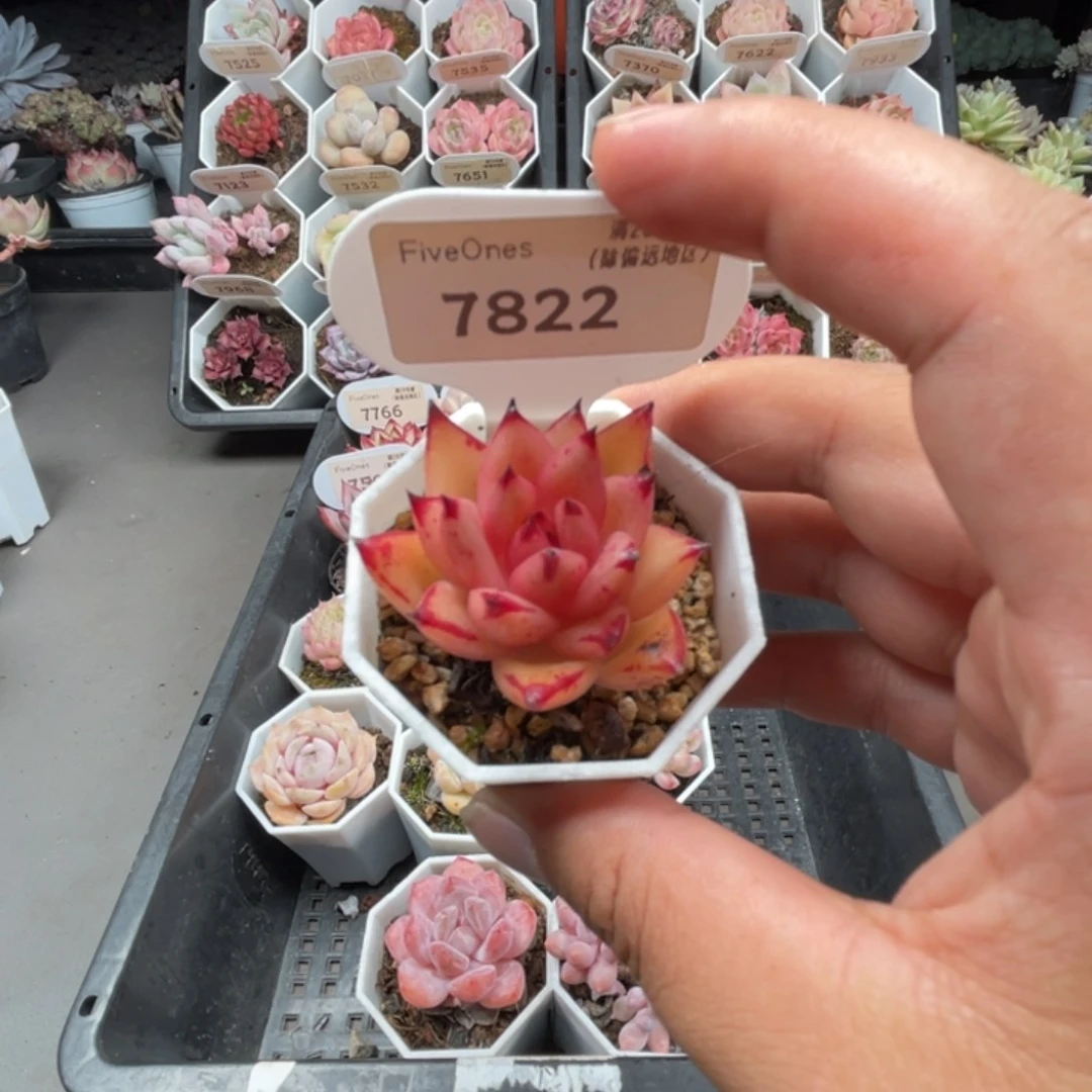 7822血罗3.5厘米