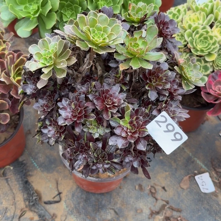 水墨丹青多肉植物不包损299