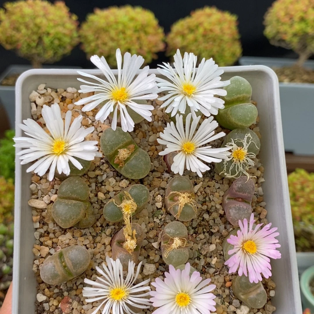 893风玲脱土发货 。