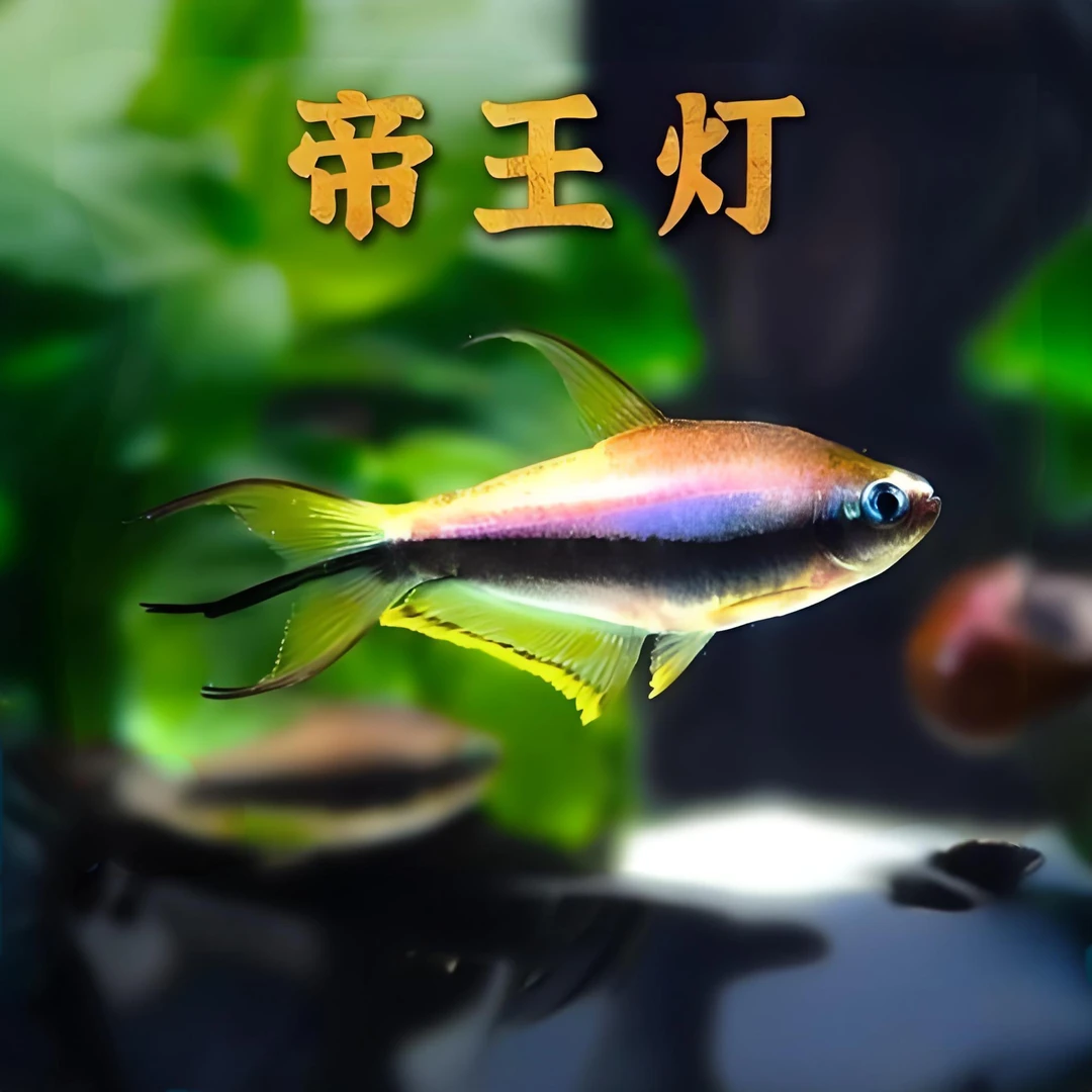 帝王灯鱼热带观赏鱼小型淡水鱼活体灯鱼