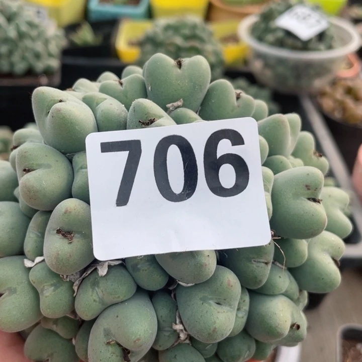 706大群口迪零下拍保温