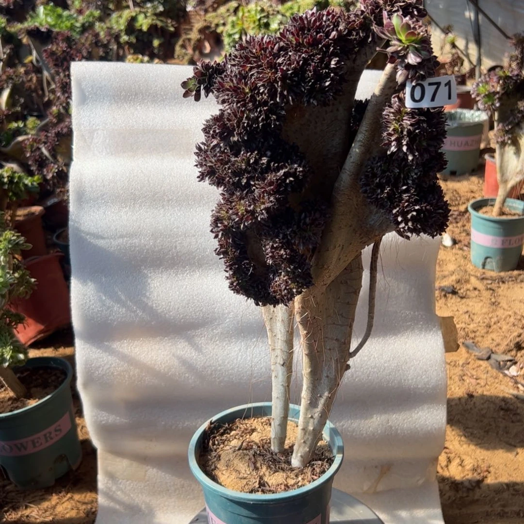 黑缀071高度47厘米