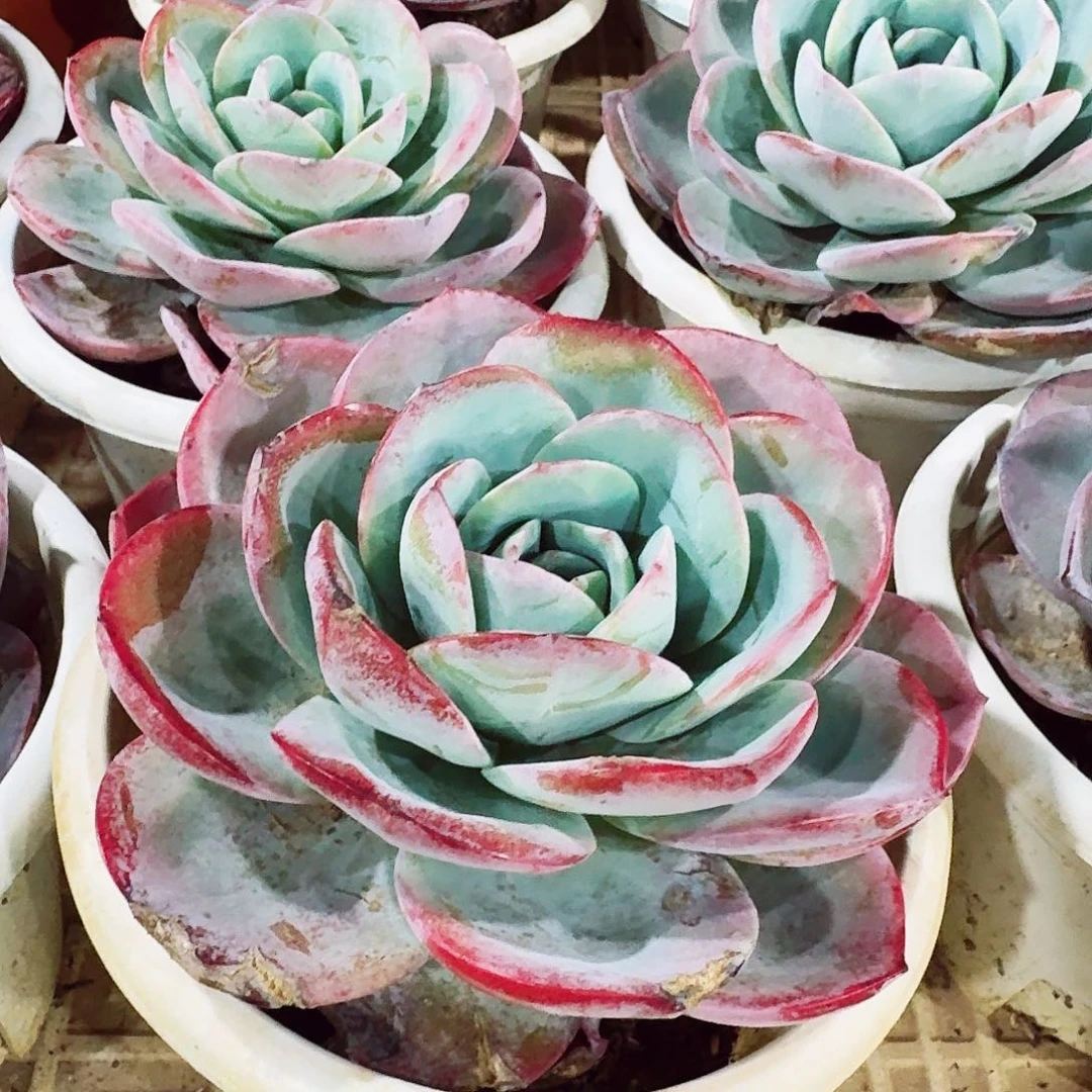 多肉植物不鲁兰单头