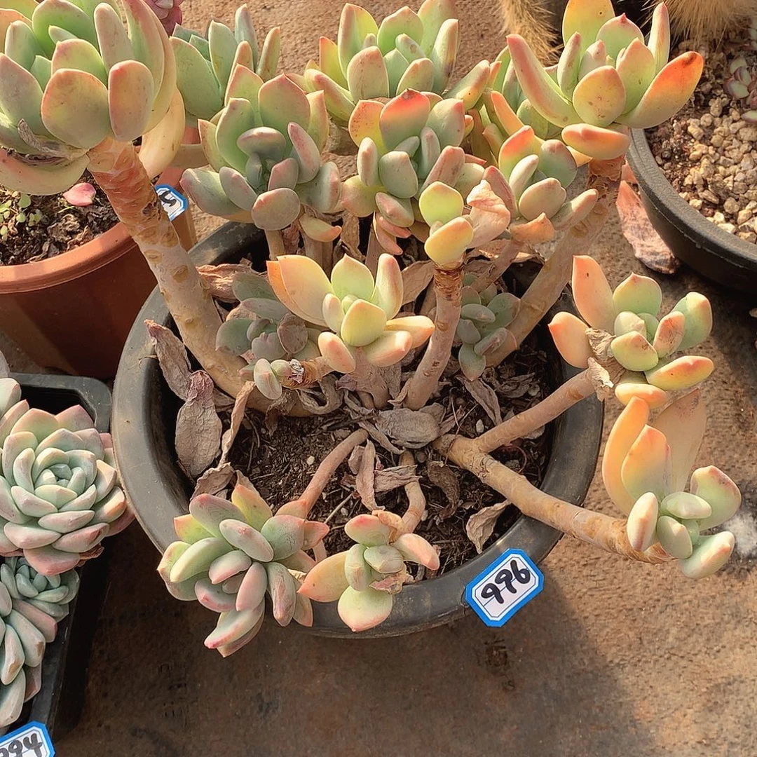 996海洋 一物一拍多肉