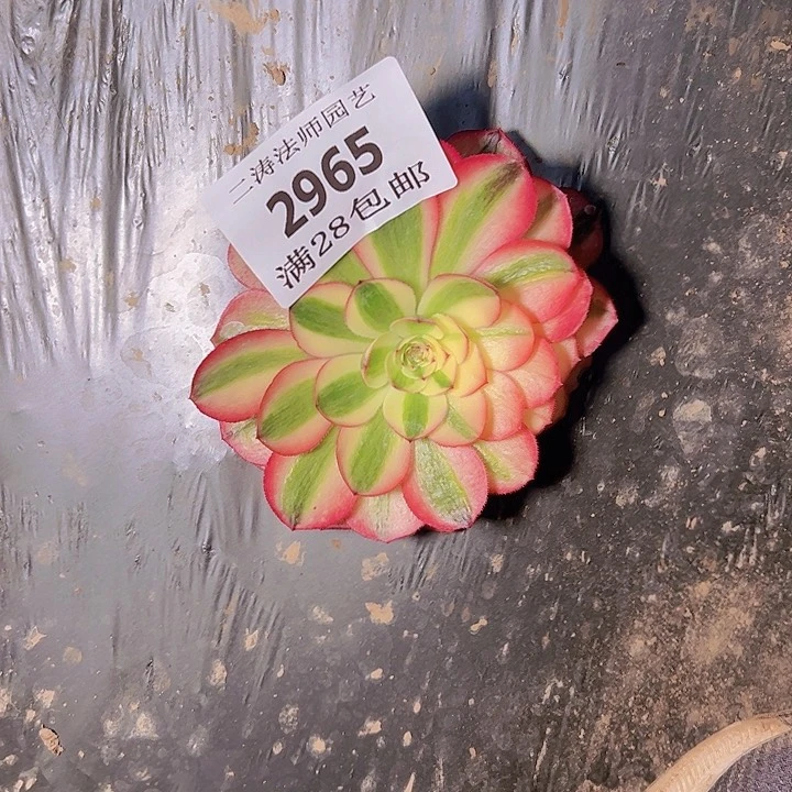 2965荔枝多肉植物2号