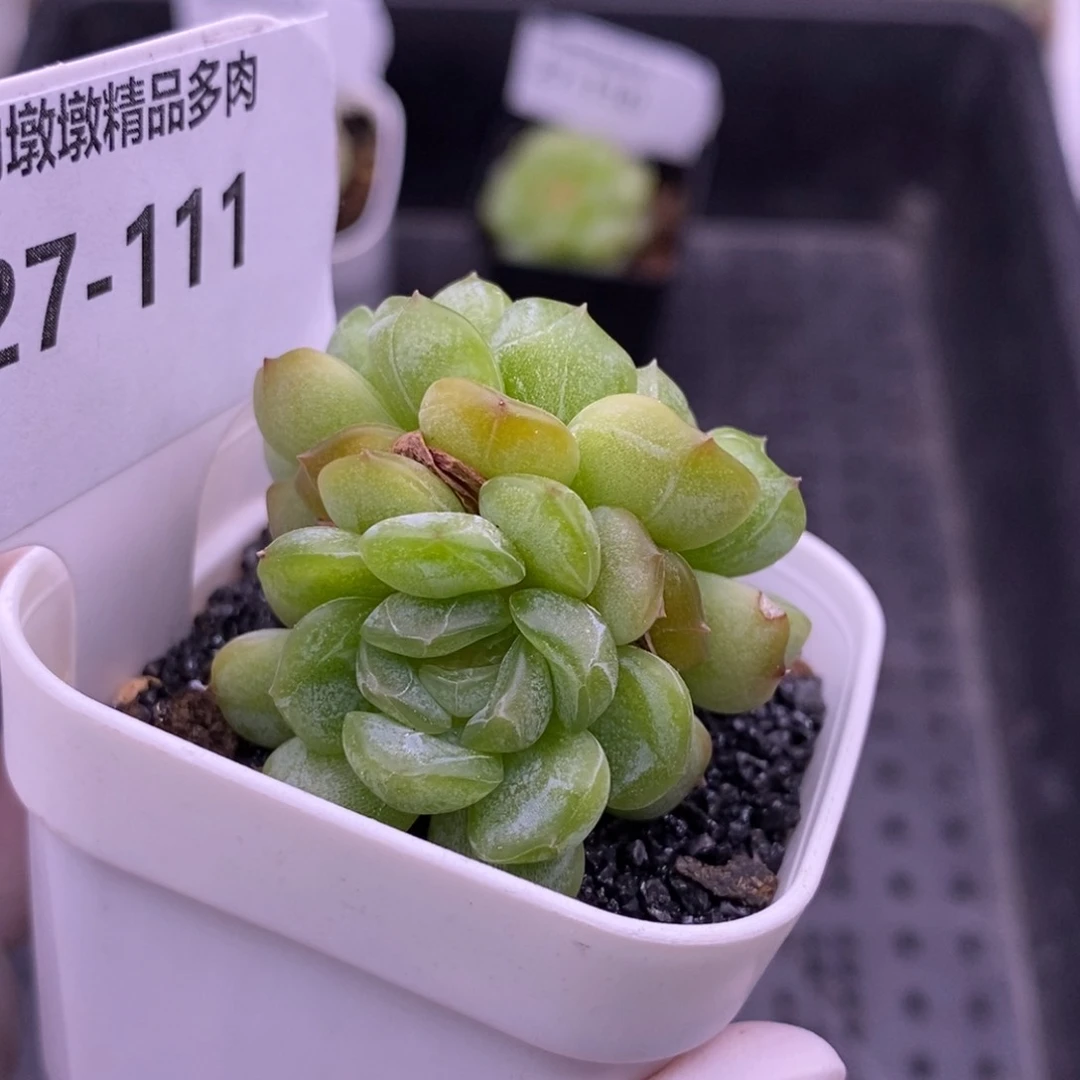 【闪购商品】27-111