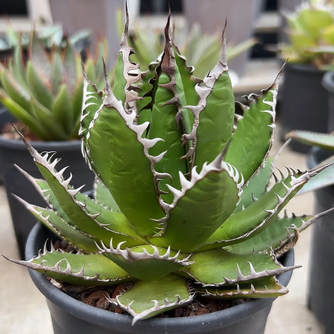 强密刺霍利达一物一拍偏远不包邮不退不换