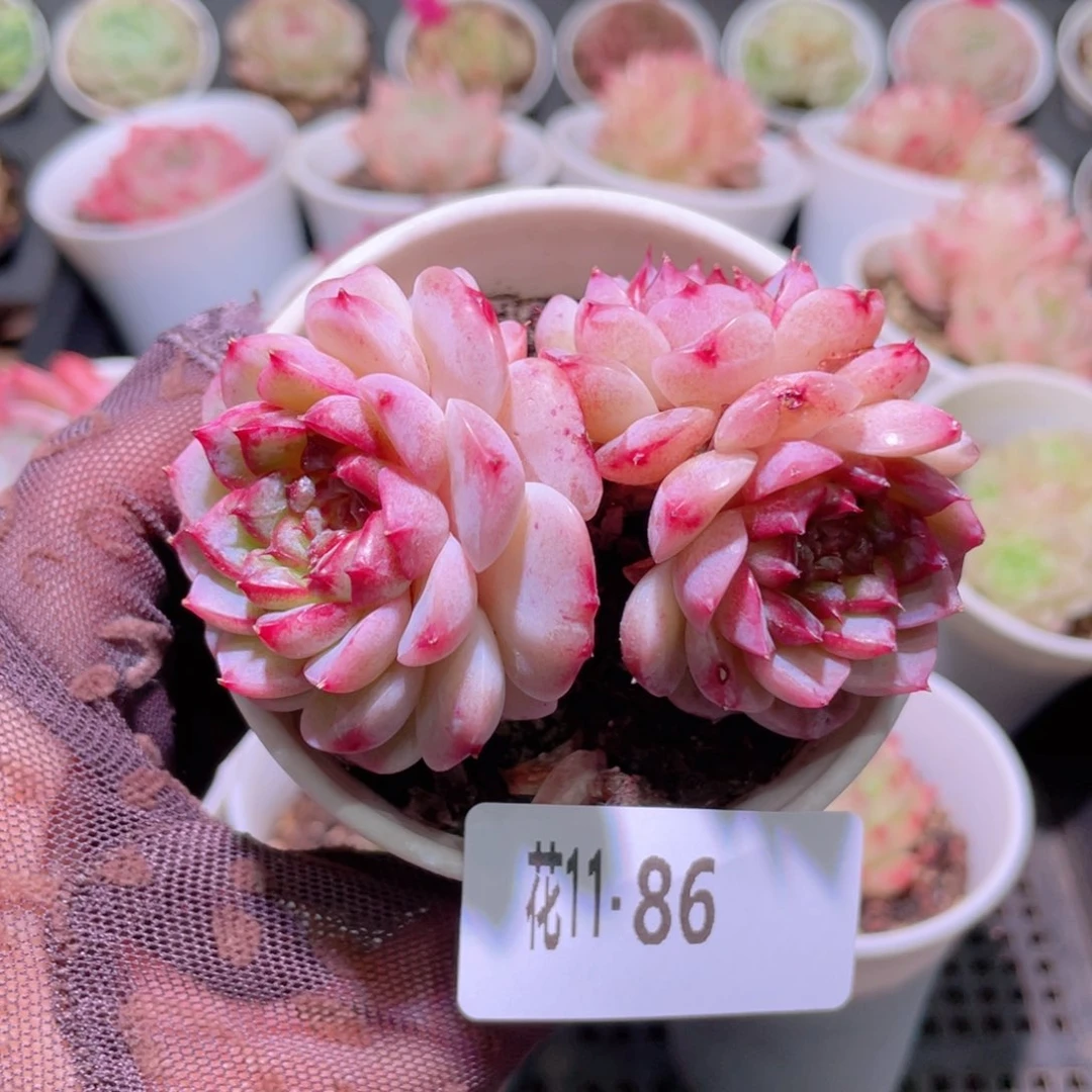 花利美11-86天鹅绒