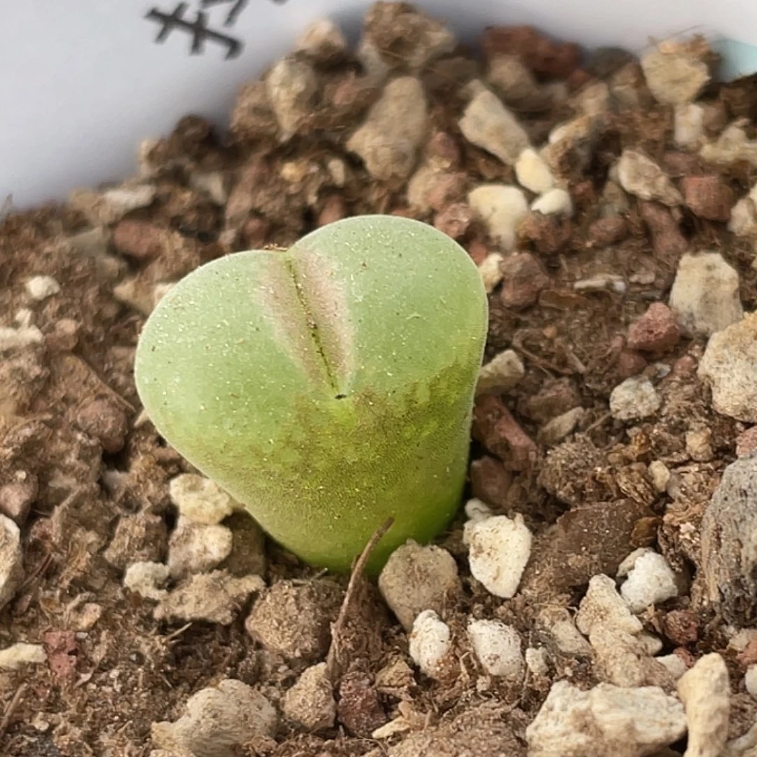 8-55粉女多肉植物