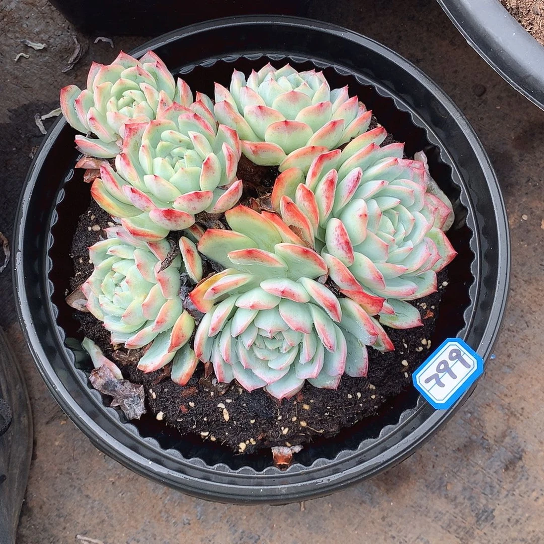 799沙沙女王一物一拍多肉