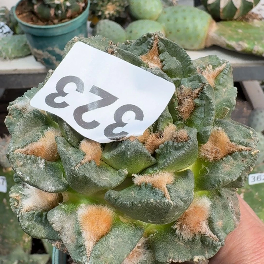 【闪购商品】无花朵波*勾尤龟甲323
