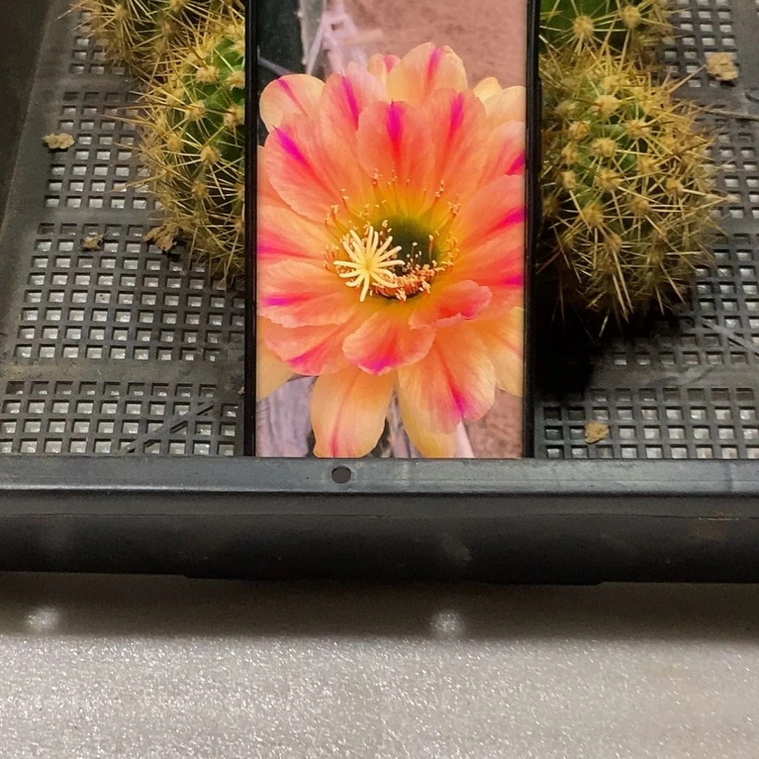 毛 粉条纹侧芽 歪 20包邮5公分