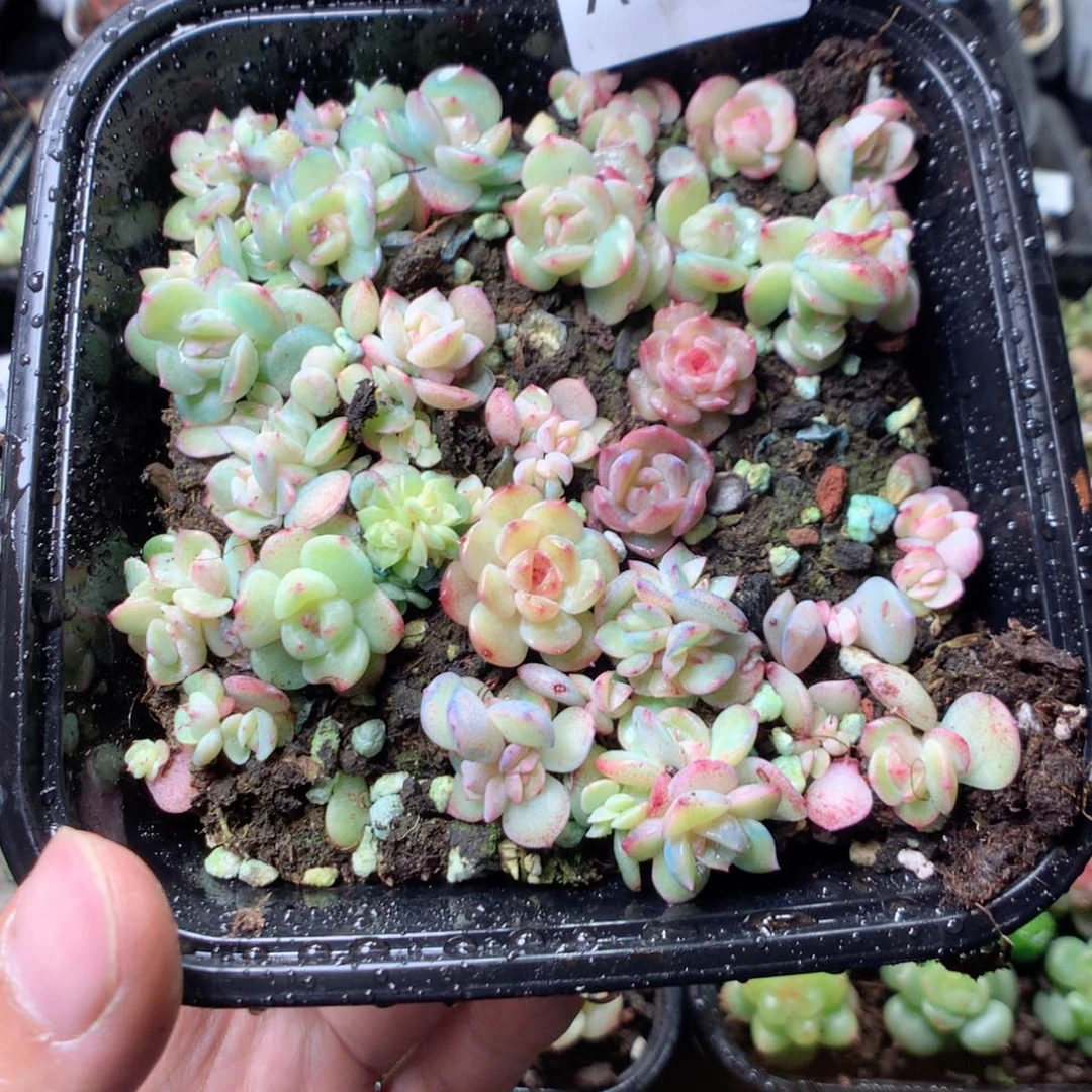 无花朵A36ytyttttt