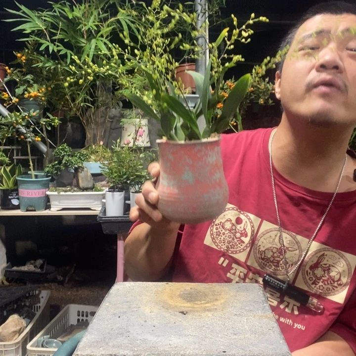 黄***旧以实际为准盆景绿植盆栽178