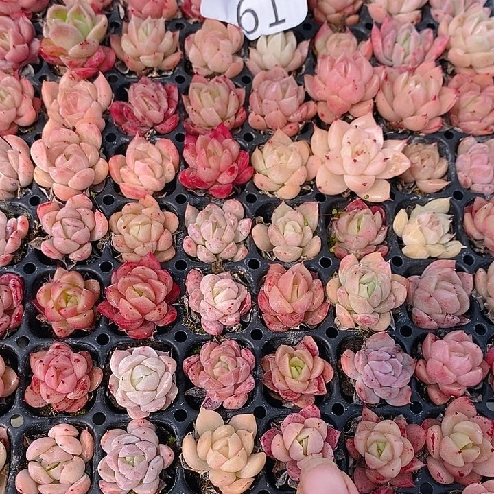 61 多肉植物盆栽花卉植物