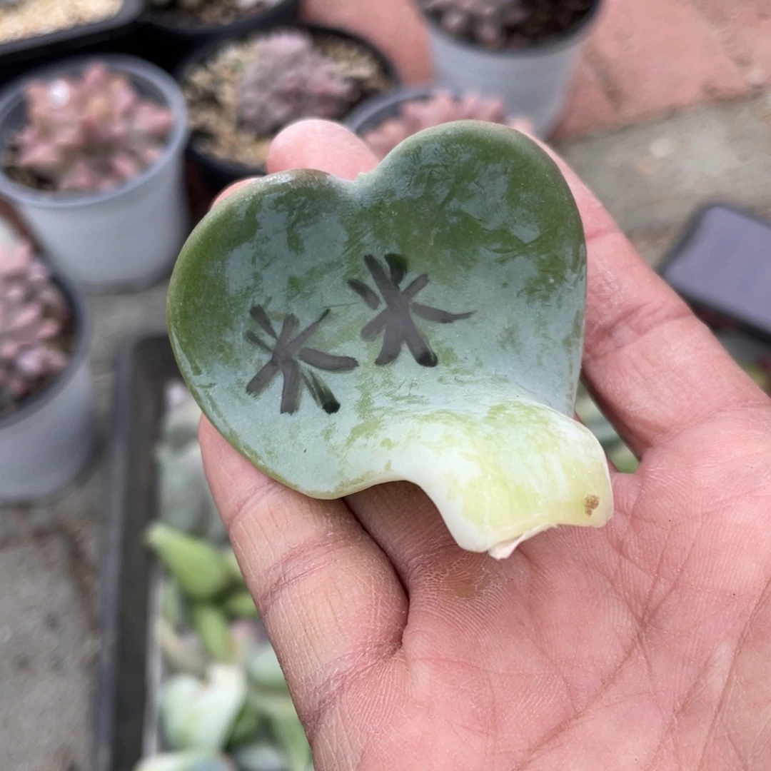 爱的松多肉植物啊