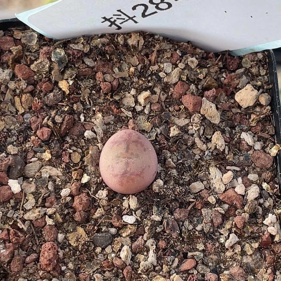 28-89小毛杂多肉植物