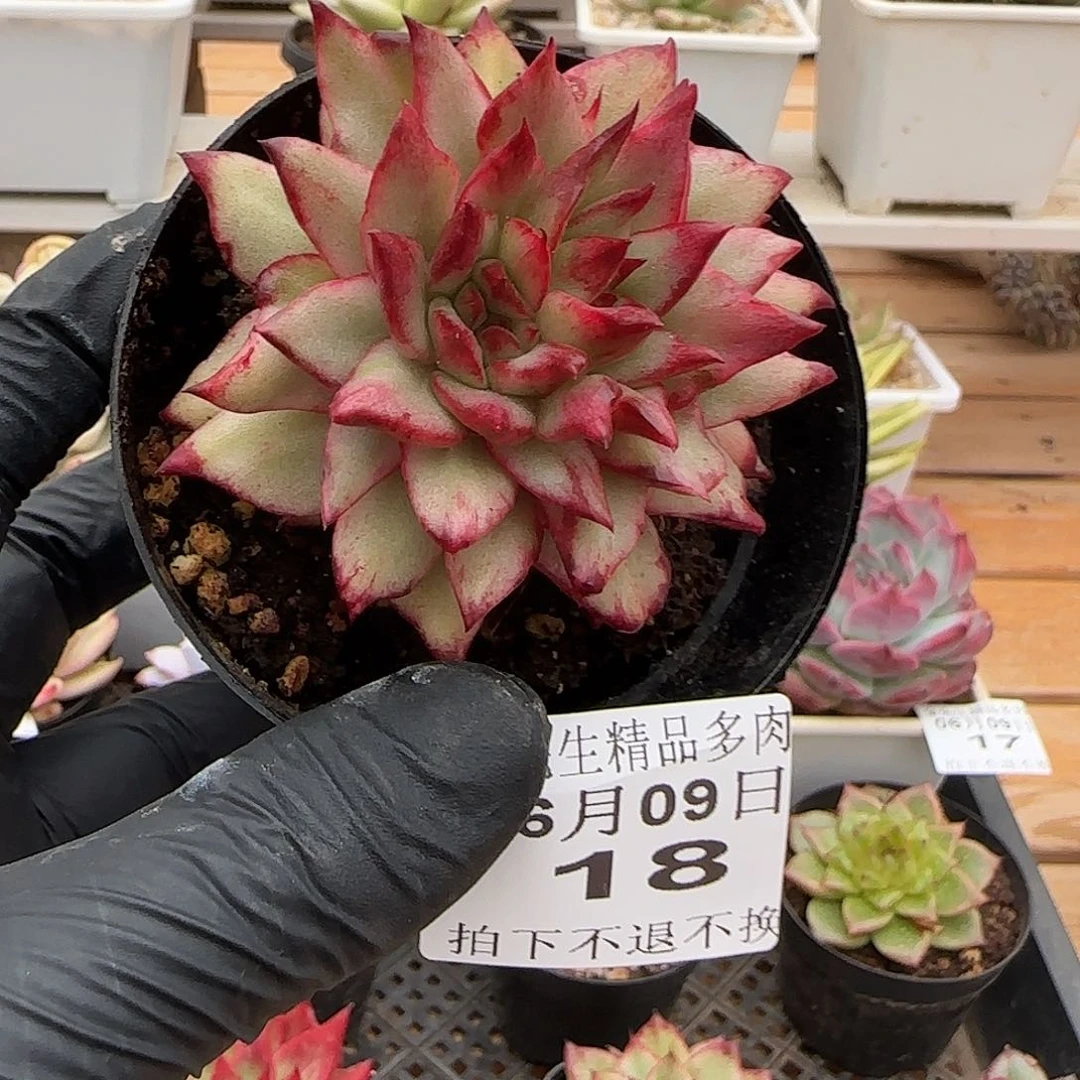 0609-18吉赛尔石化锦