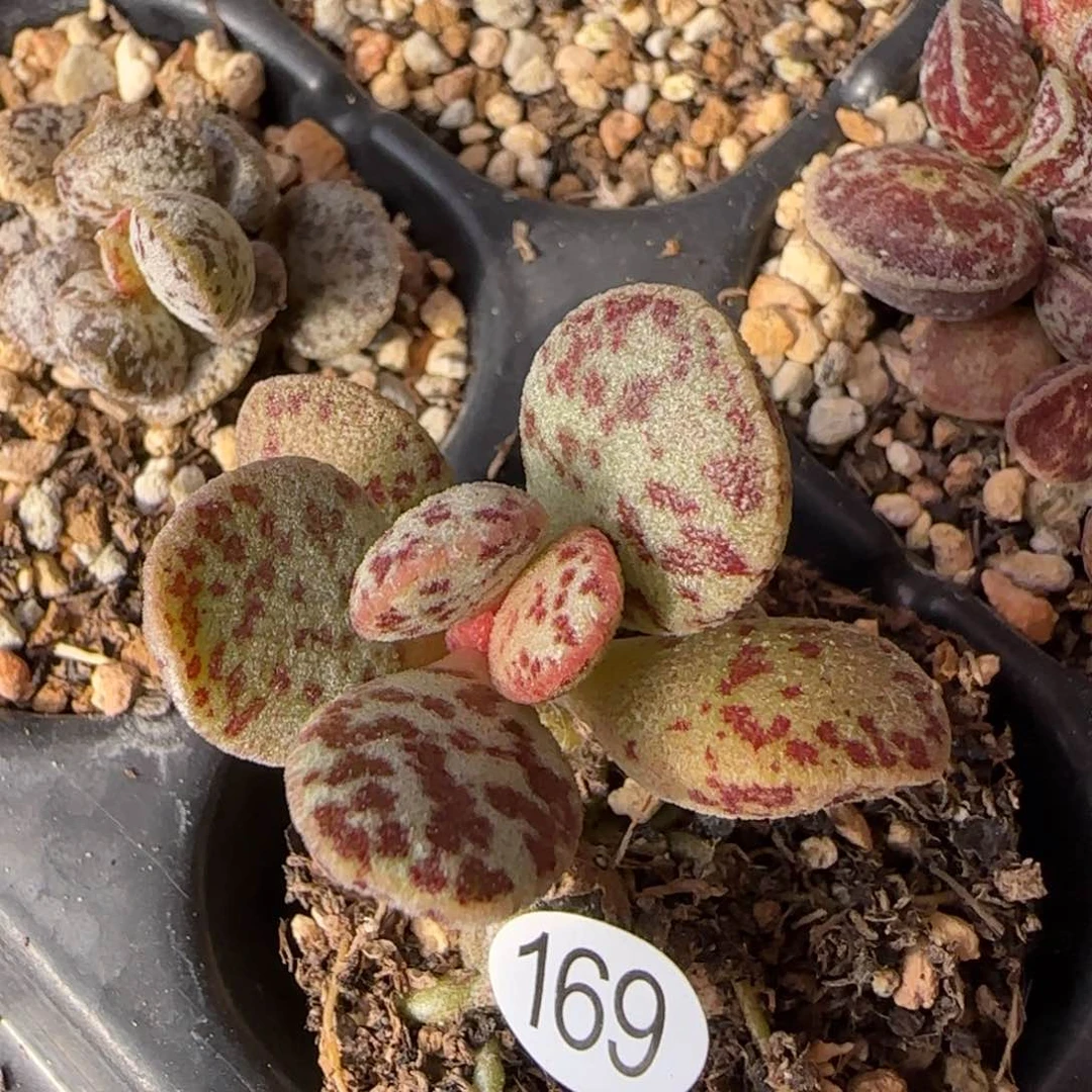 白马蛋水泡多肉植物169