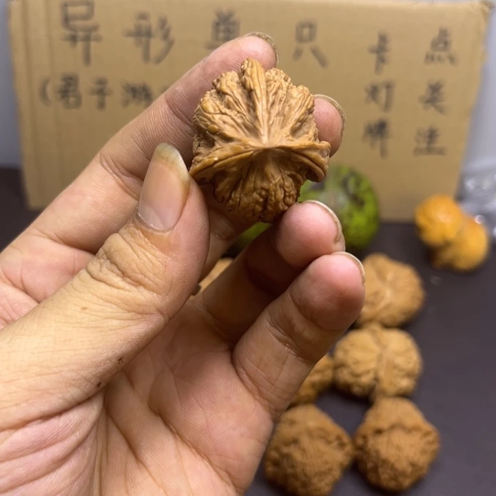 有***角菩提籽类三棱顺风儿