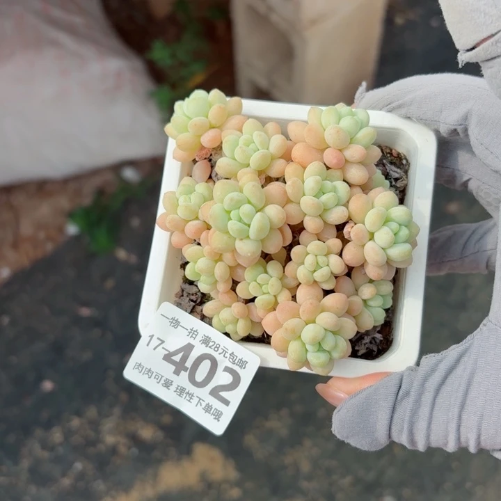 洛可可多肉无盆土发货多肉多