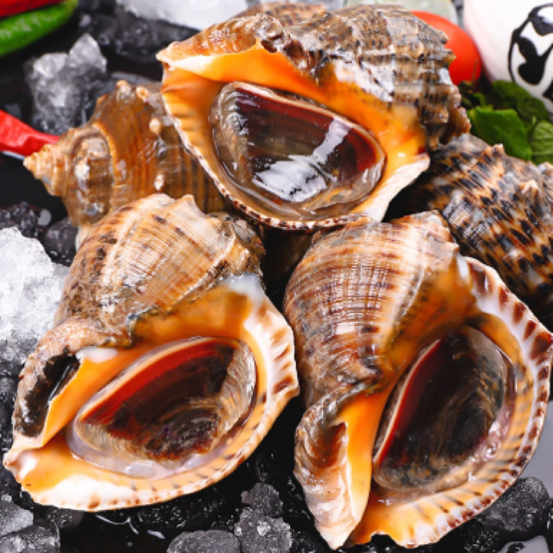 海螺薄皮20多个/斤×4斤顺丰包邮渤海湾海捕新鲜