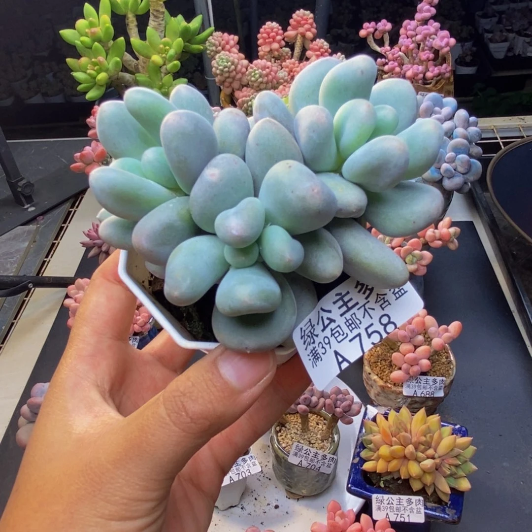 758米可奶多肉7c m