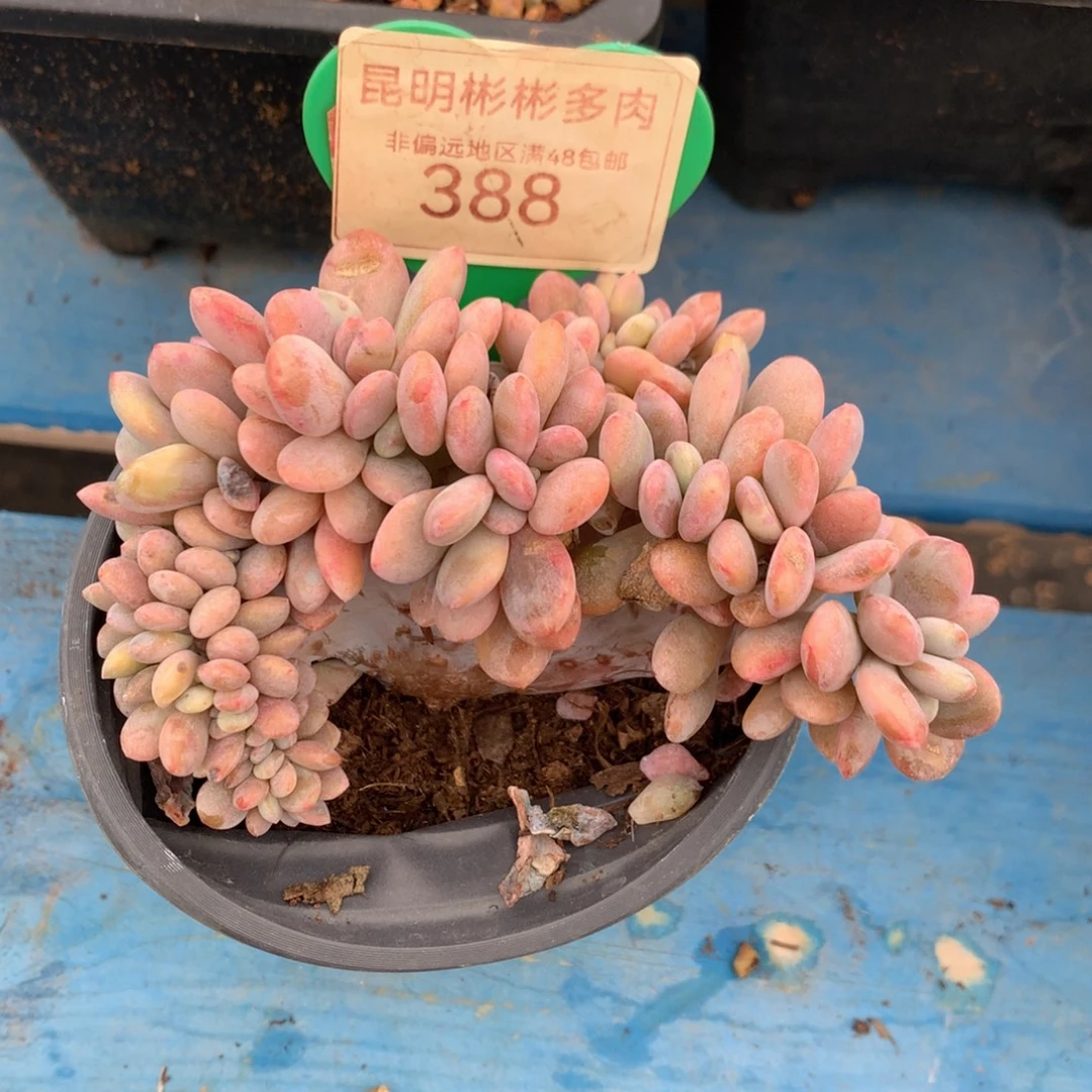 落****粉兔树缀一物一拍388
