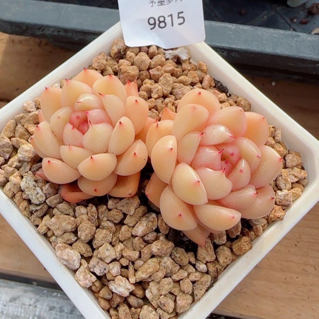 知秋珍妮，9815多肉植物