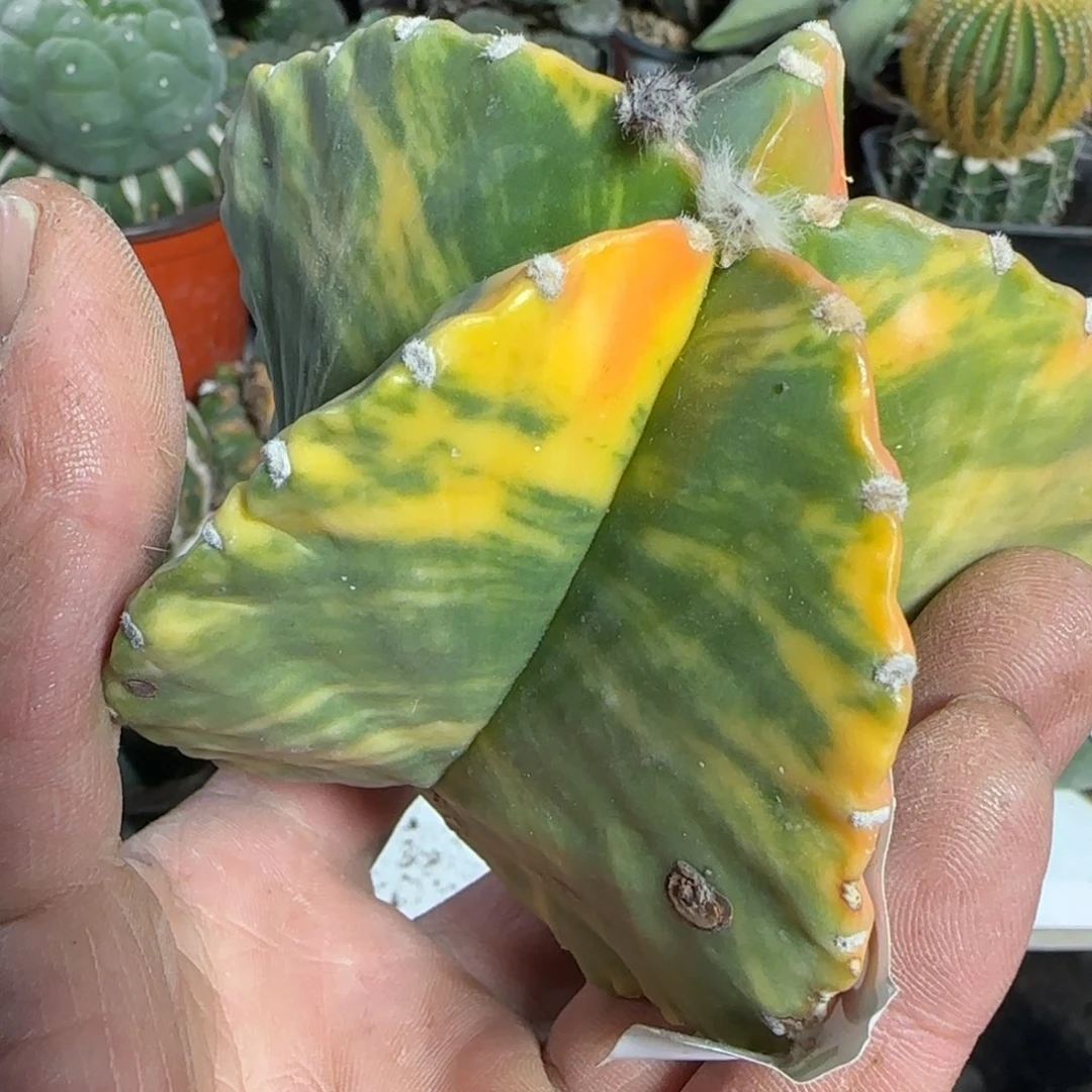 【闪购商品】陈*栾锦682