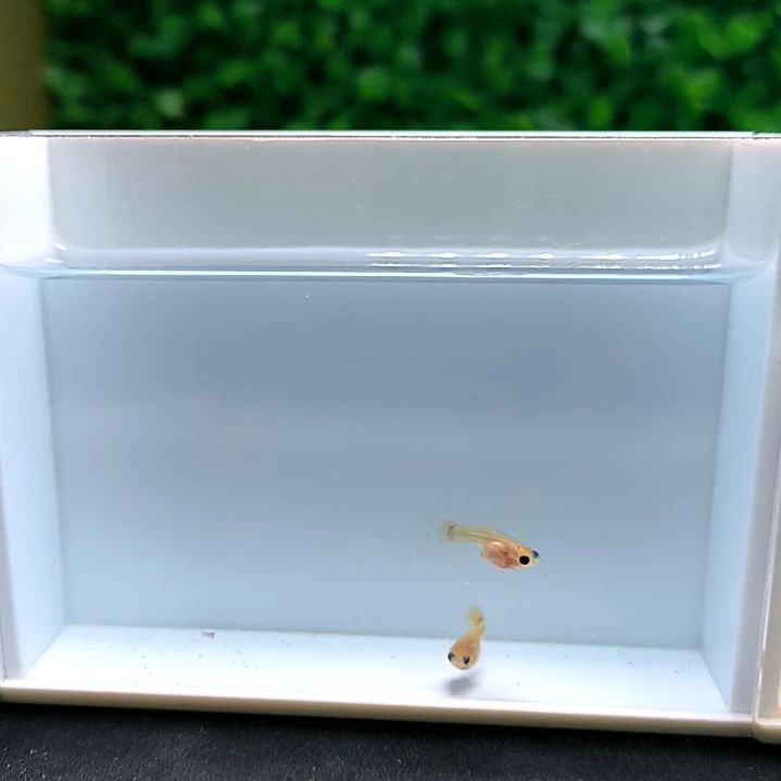 孔雀鱼皇家落日，两条苗子满30包邮，不满30+10元运费。