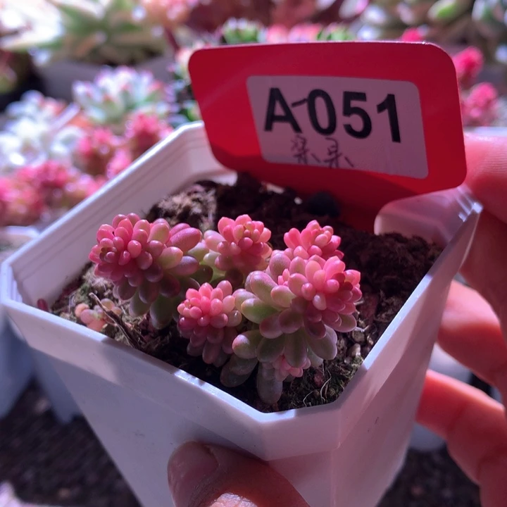 浆果锦有根有根有根