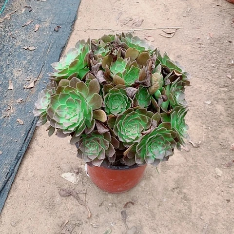 小***英赤艳连多肉植物法师10号