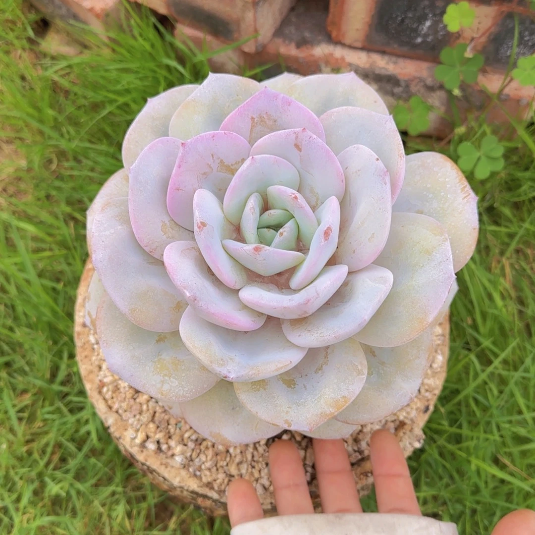 B***尔多肉植物多肉植物
