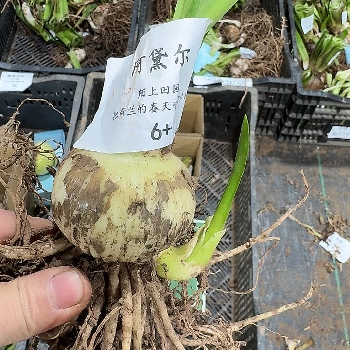 朱顶红阿戴尔6厘米