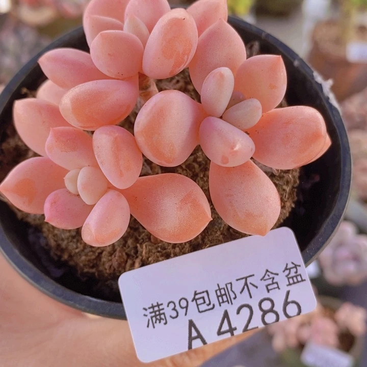 粉桃花6cm4286多肉植物