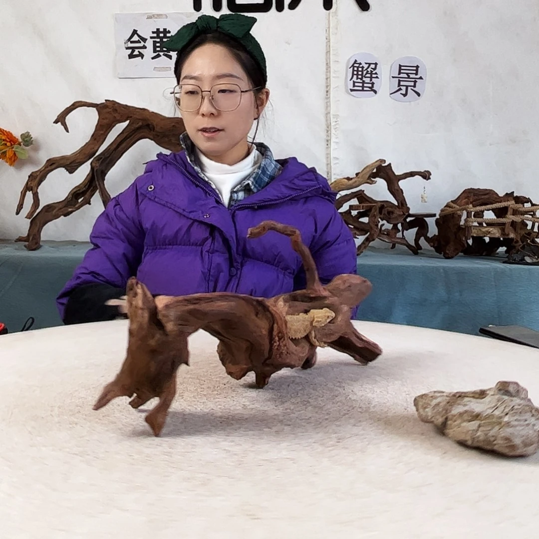 沉木造景爬宠造景