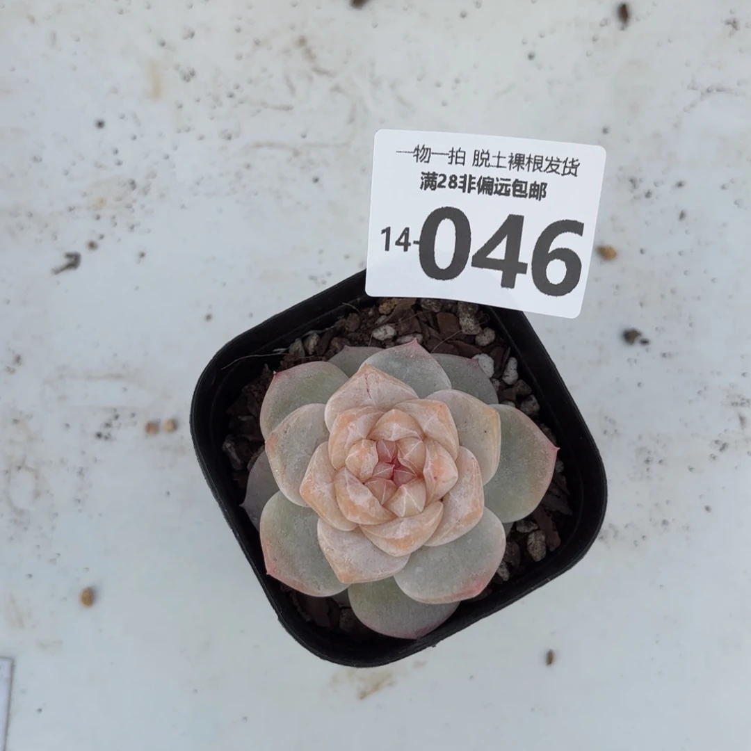 凤仙花多肉多肉多肉多肉