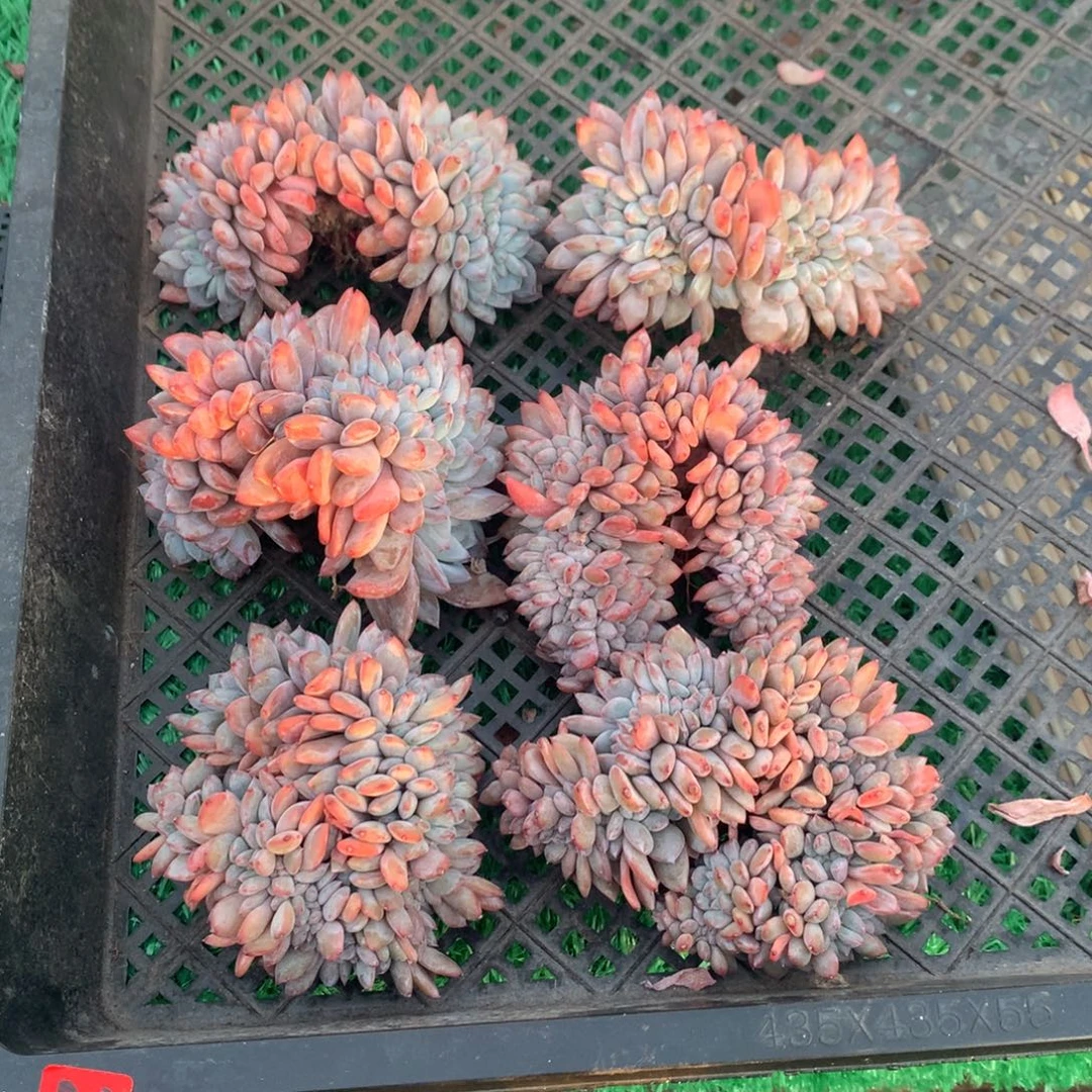 28橙子1111111111111